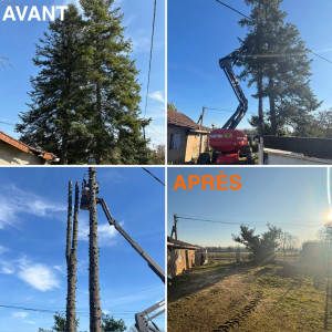 Photo de galerie - Abattage sapins 