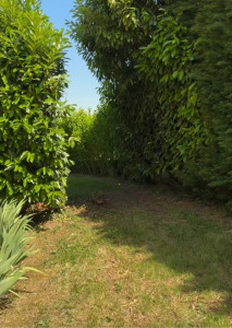 Photo de galerie - Tonte de pelouse - Débroussaillage