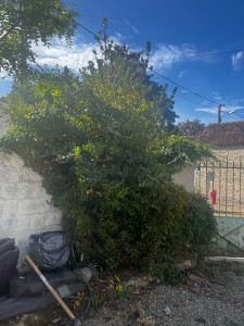 Photo de galerie - Abattage - 3 a 