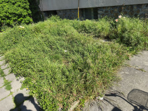 Photo de galerie - Jardin 3
