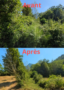 Photo de galerie - Tonte de pelouse - Débroussaillage
