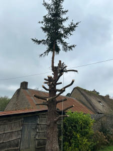 Photo de galerie - Elagage et coupe d'arbres