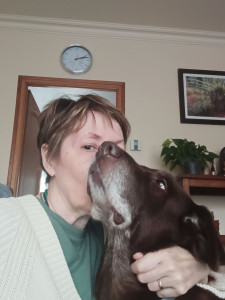 Photo de galerie - Chien de race golden (chocolat) très affectueux, garde 1 mois, aucun problème 