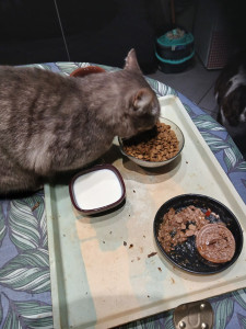 Photo de galerie - Hmmmm les bonnes croquettes servies par mon petsitter, Nicolas.