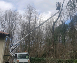 Photo de galerie - Abattage d’arbre  