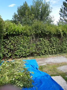 Photo de galerie - Taille de haies et d'arbustes