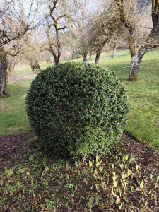 Photo de galerie - Taille de haies et d'arbustes