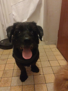 Photo de galerie - Rubis 