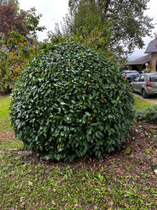 Photo de galerie - Taille de haies et d'arbustes