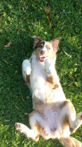 Photo de galerie - Garde chien