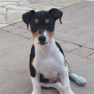 Photo de galerie - J'ai gardé ce petit chiot de 8 mois quotidiennement pendant 2 semaines, sorties, jeux, respect et beaucoup d'amour!