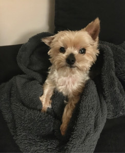 Photo de galerie - Garde chien