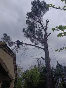 Photo de galerie - Elagage et coupe d'arbres