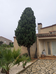 Photo de galerie - Avent l'abattage d'un cyprès 