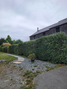 Photo de galerie - Taille de haie