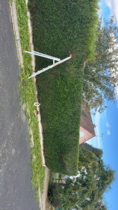 Photo de galerie - Taille de tuya chez un particulier 