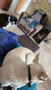 Photo de galerie - Garde chien 