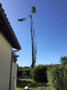 Photo de galerie - Elagage et coupe d'arbres