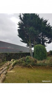 Photo de galerie - Abattage complet 