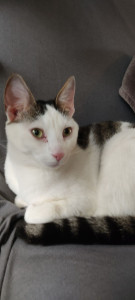 Photo de galerie - Le chat Filou