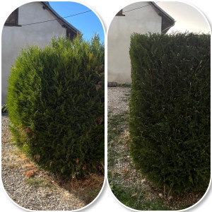 Photo de galerie - Taille de haie 