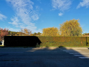 Photo de galerie - Taille d'une haie de cyprès de L'Eyland 