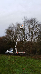 Photo de galerie - Elagage et coupe d'arbres