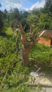 Photo de galerie - Elagage et coupe d'arbres