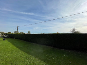 Photo de galerie - Taille de haie 