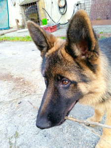 Photo de galerie - Garde chien 