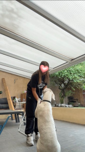 Photo de galerie - Garde de chien