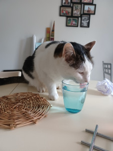 Photo de galerie - Mon chat Ricky 