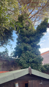 Photo de galerie - Abattage d’un grand Arbre
