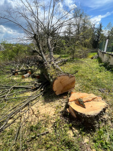 Photo de galerie - Abattage d'un arbre de 60 cm de diamètre 