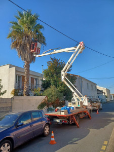 Photo de galerie - Taille d'un palmier avec camion élévateur