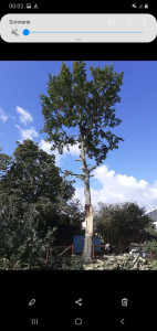 Photo de galerie - Abattage d'arbres 