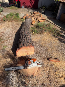 Photo de galerie - Abattage 