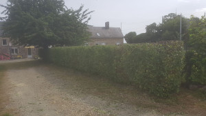 Photo de galerie - Taille de haies et d'arbustes