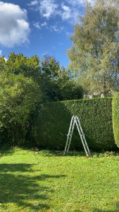 Photo de galerie - Taille de haie de cyprès 
