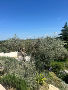 Photo de galerie - Encore une cliente satisfaite de la taille de son oliviers 