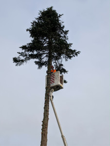 Photo de galerie - Élagage sapin 