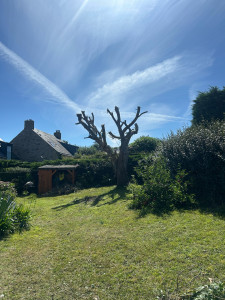 Photo de galerie - Elagage et coupe d'arbres