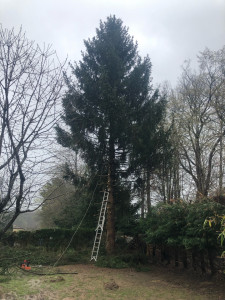 Photo de galerie - Coupe d’un sapin à proximité d’une maison