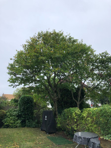 Photo de galerie - Arbres, taillé