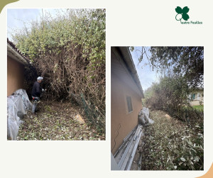 Photo de galerie - Rafraîchissement d'une haie