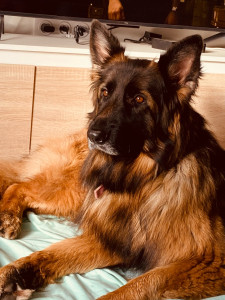 Photo de galerie - Garde chien