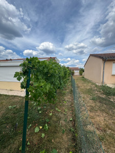 Photo de galerie - Taille de haies et d'arbustes