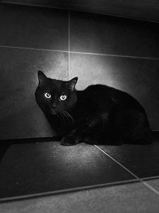 Photo de galerie - Je suis famille d’accueil pour chats dans une association, et je procède 2 chats très sociables 