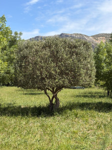 Photo de galerie - Paysagiste - Aménagement du jardin