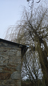 Photo de galerie - étêtage côté maison